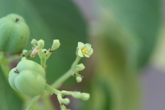 Jatropha glandulifera